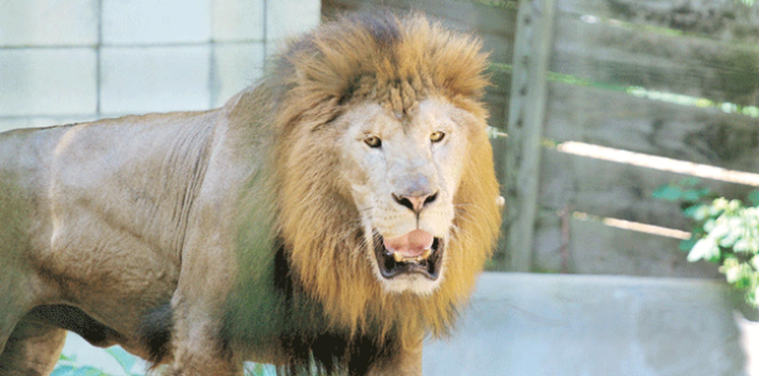 El zoológico mayagüezano ha estado sumido en una controversia luego que se revelara la práctica de eutanasia a dos leones recién nacidos. (Archivo)