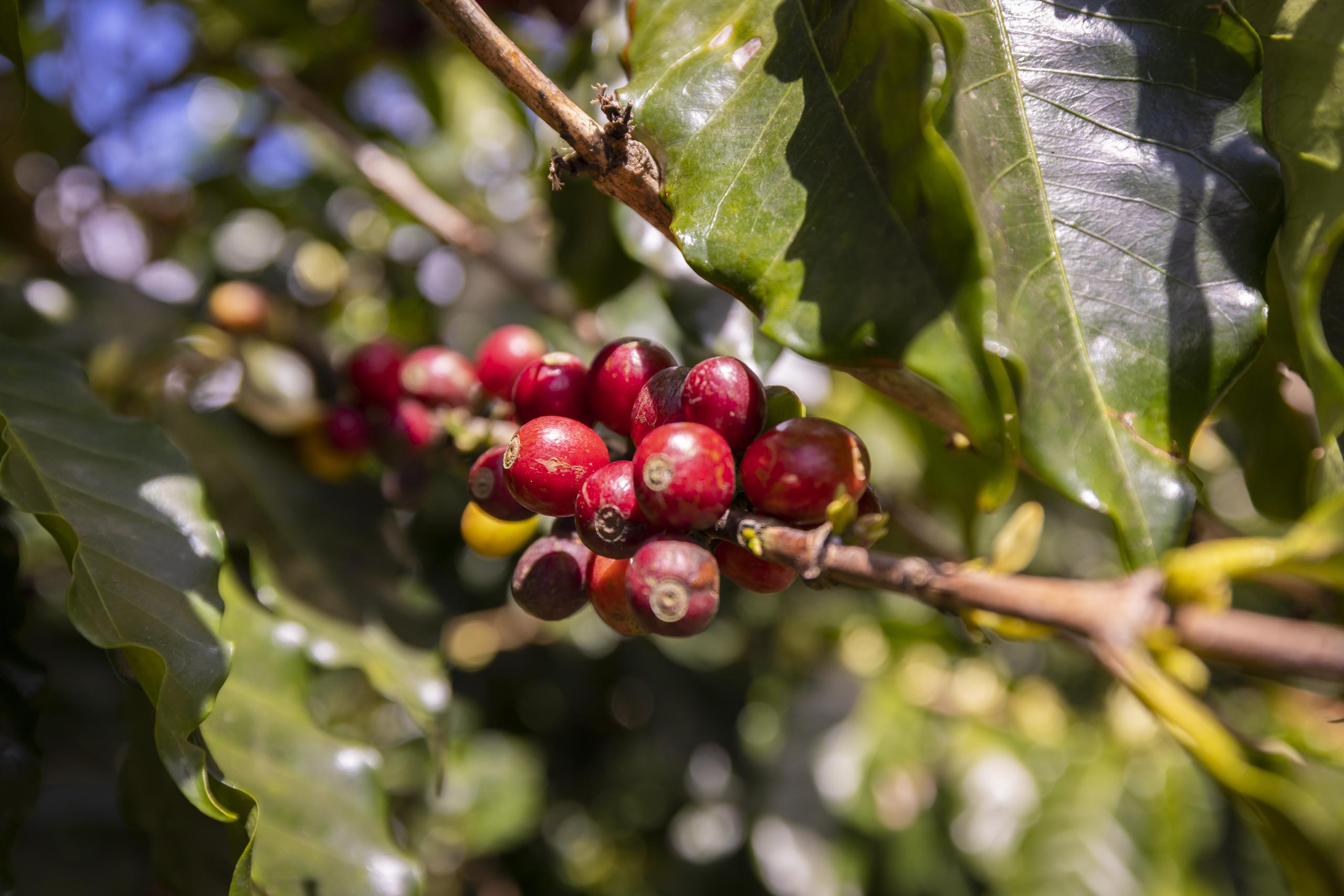 La cosecha del café se da entre septiembre a diciembre. Para Primera Hora / Alejandro Granadillo