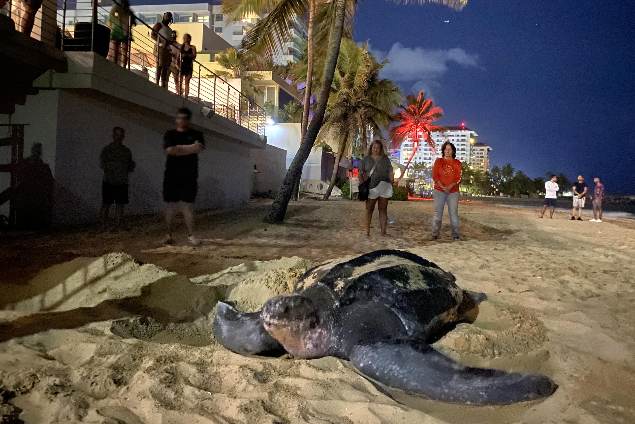 Voluntarios del grupo tortuguero '7 quillas' miran a una tortuga tinglar, el 29 de marzo 2024, en la playa de Condado en San Juan (Puerto Rico). EFE/Esther Alaejos
