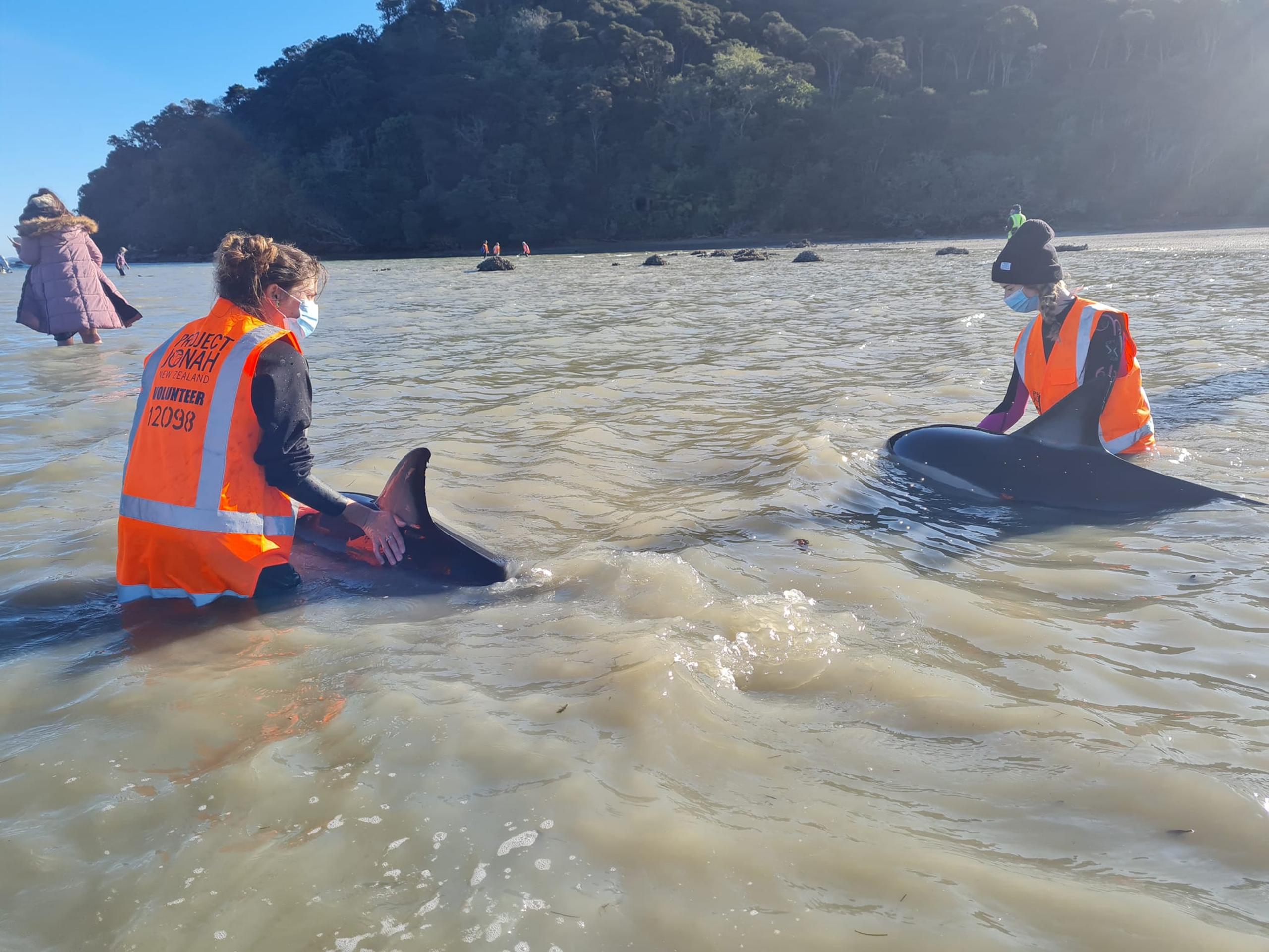 Un grupo de funcionarios neozelandeses, veterinarios, maoríes y voluntarios del Proyecto Jonah intentan rescatar ocho delfines varados este viernes en la isla Waiheke, situada a unos 22 kilómetros frente a las costas de la ciudad de Auckland (Nueva Zelanda). EFE/ Jonah Project