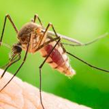 Bahamas confirma su primer caso de malaria en más de 10 años 