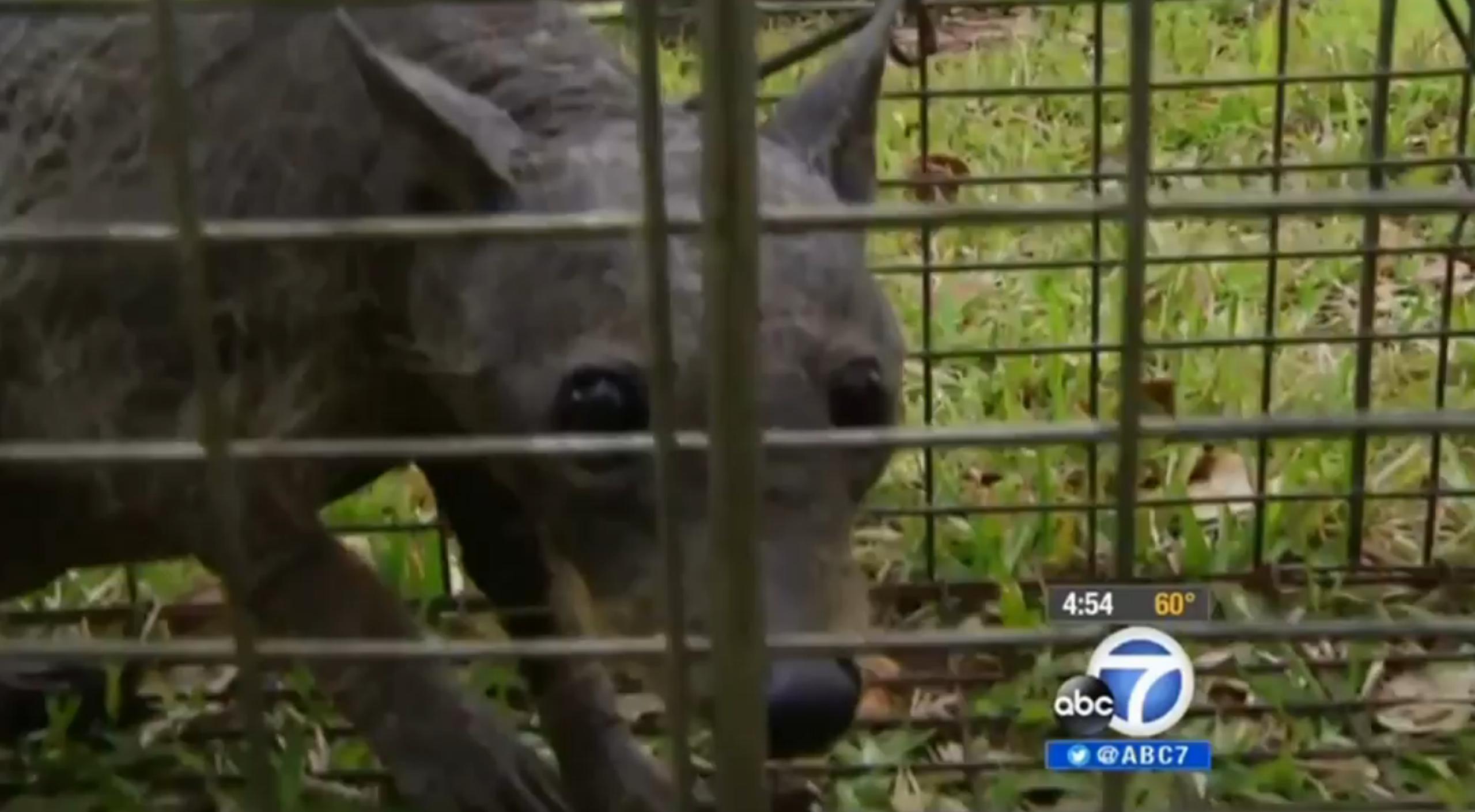 La familia que capturó a la criatura fue entrevistada por un noticiero local. (ABC)