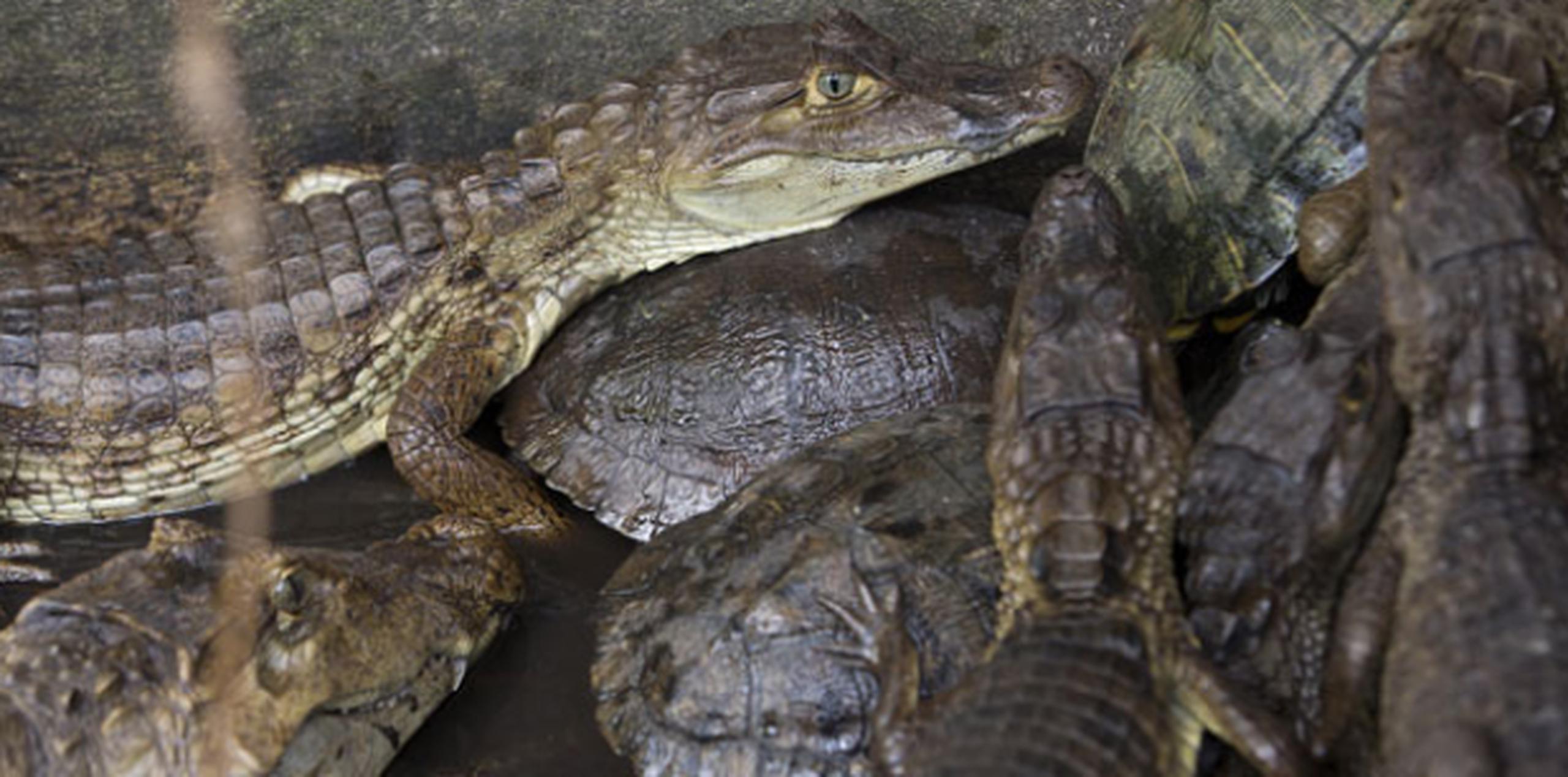 Un pincho de caimán?! Primera Hora