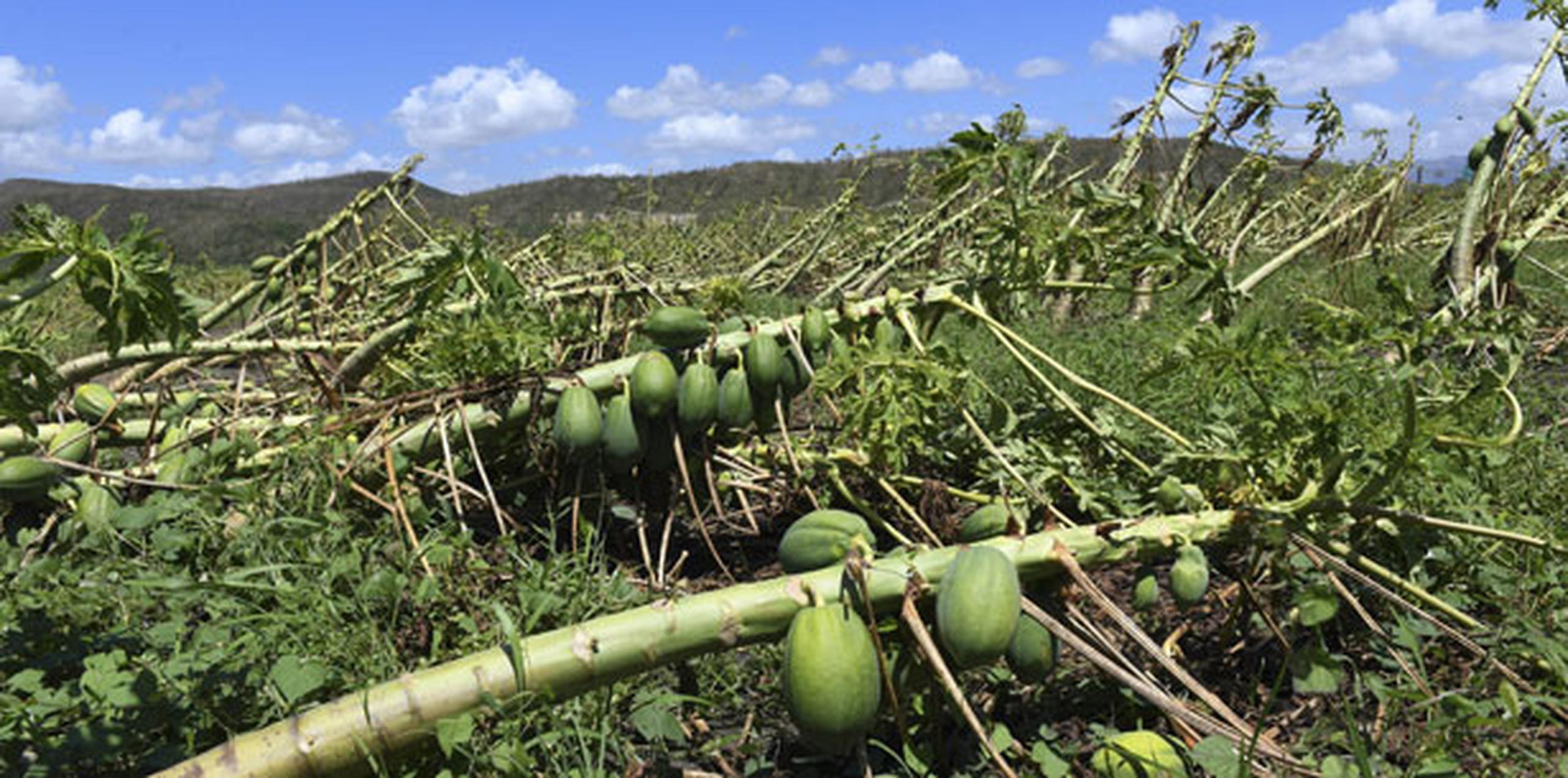 Según Flores, el Programa de Subsidio Salarial, que este año se maneja con 15 millones de dólares, solamente afecta a 1,800 agricultores de un conglomerado de 20,000 en la isla. (Archivo)