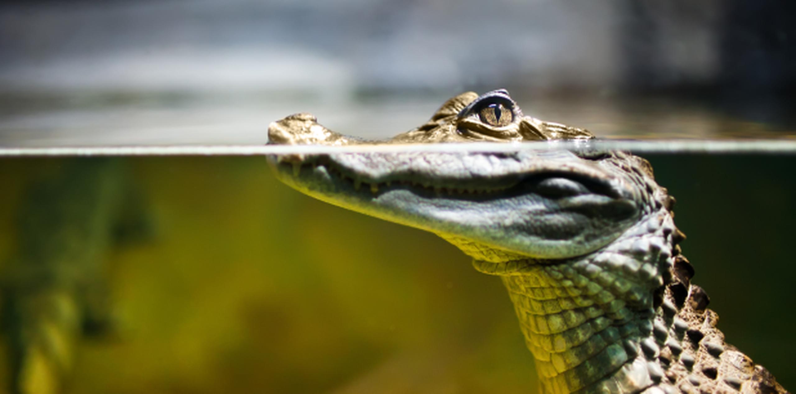 En Puerto Rico es ilegal poseer y reproducir esta especie exótica, si no se tiene una licencia para ello. (Archivo)