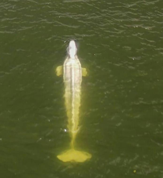 Imagen aérea tomada por un dron del grupo ambientalista Sea Shepherd de una ballena beluga en el río Sena en la región de Saint-Pierre-la-Garenne, al oeste de París, el 5 de agosto de 2022.