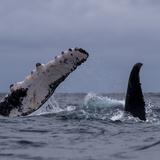 Ballenas jorobadas causan asombro en Perú