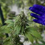 Alertan sobre la llegada de productos de cannabis no regulados: urgen restricciones del gobierno
