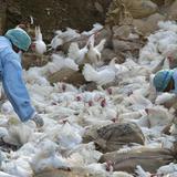 En alarma Latinoamérica por avance de la gripe aviar 