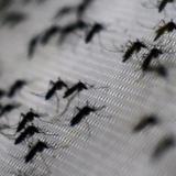 ¡No bajes la guardia! Siguen los casos de chikungunya


