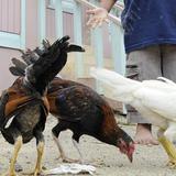 Roban perros, gallinas y gallos de una residencia en Santa Isabel
