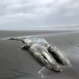 Disminuye población de ballena gris en costa oeste de Estados Unidos