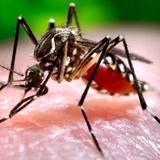 Investigadores del RCM anuncian importante descubrimiento sobre el zika