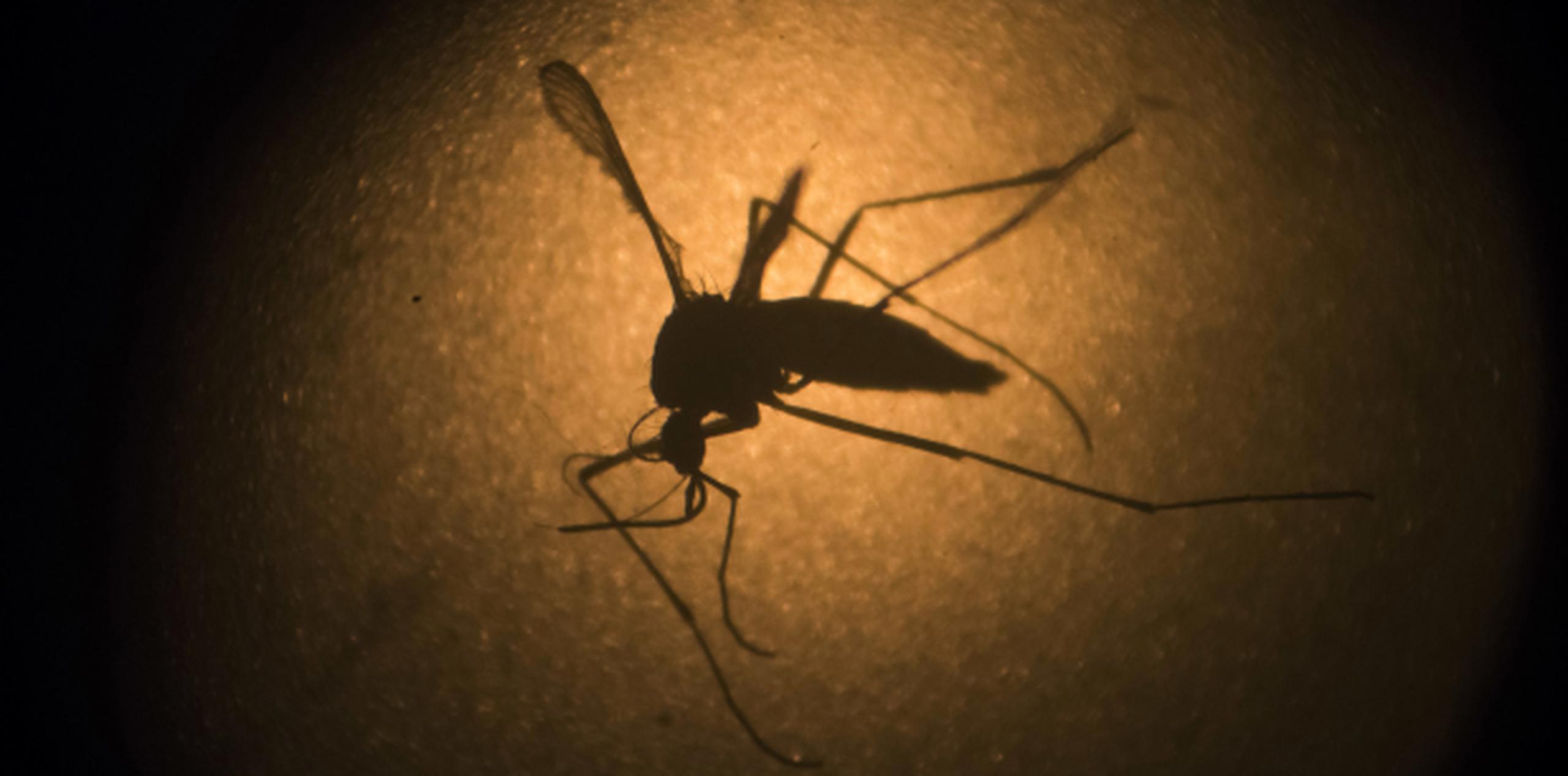 El mosquito Aedes aegypti. (AP/Felipe Dana)