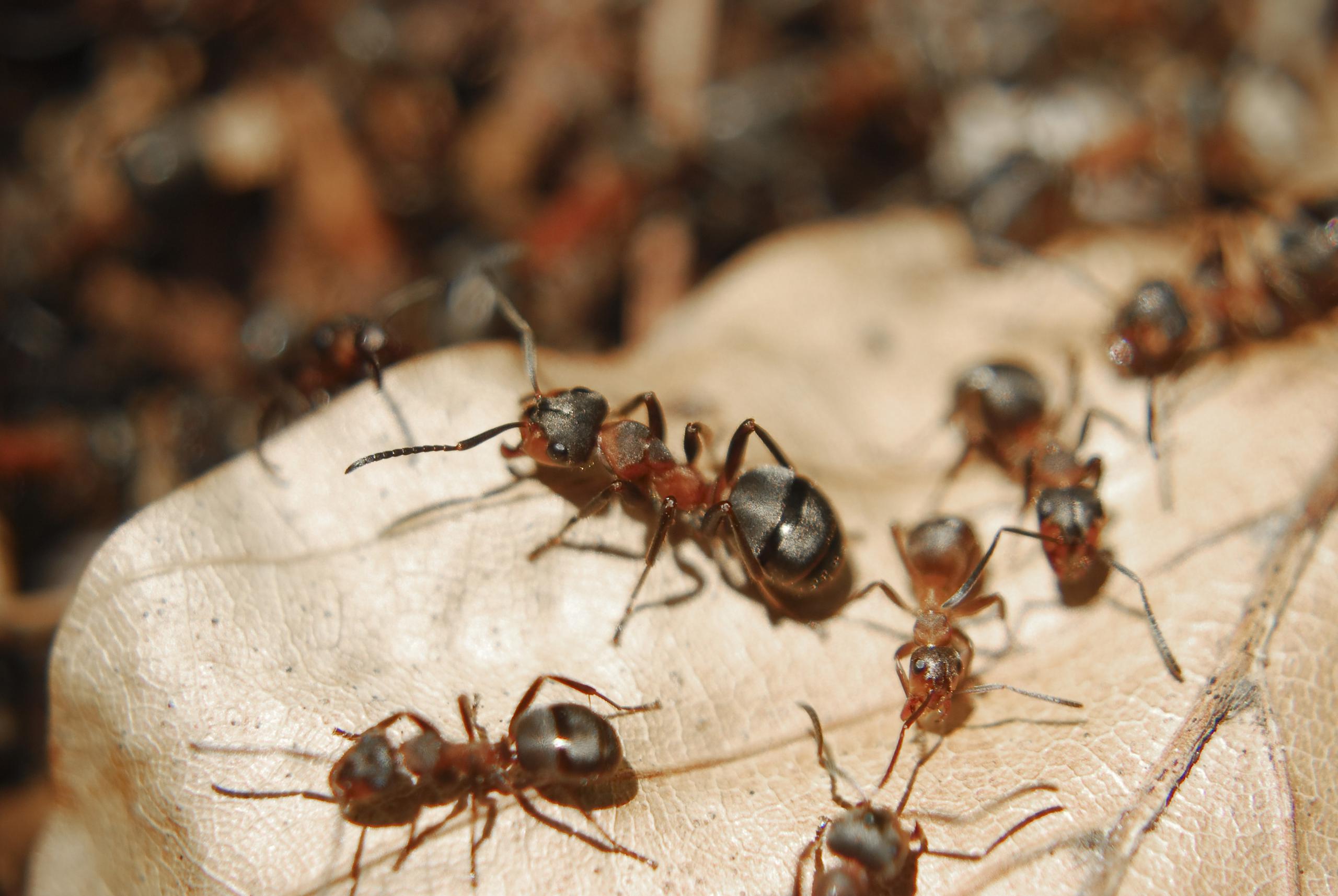 Una colonia de hasta un millón de hormigas caníbales atrapadas en un búnker nuclear soviético despertó la curiosidad de un equipo de científicos en Polonia.