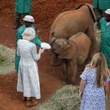La reina Camila visita organización que rescata burros en Nairobi 
