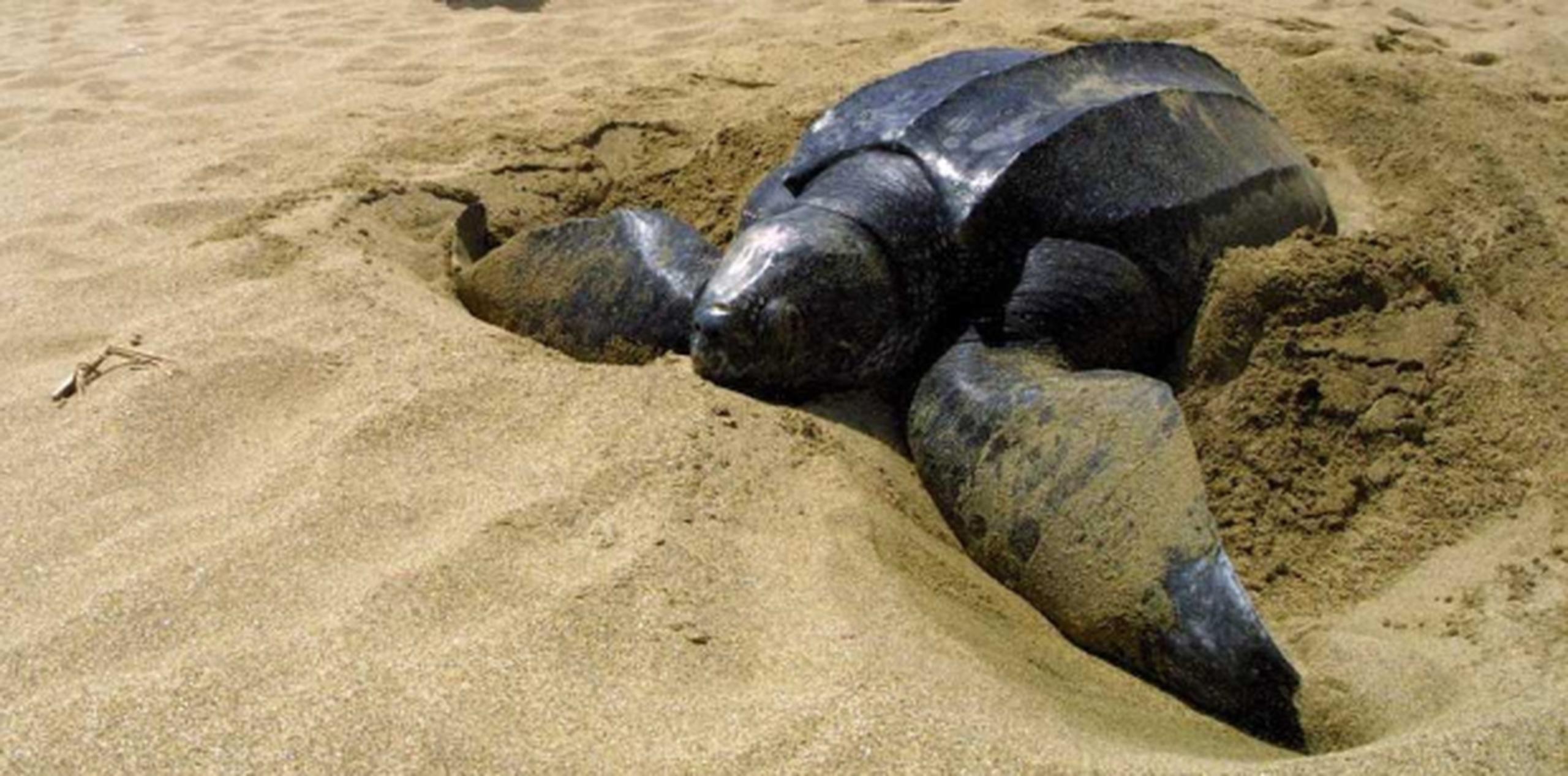 El tinglar es la única tortuga que no posee un caparazón duro. (Archivo)