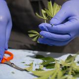 Escalan dispensario de cannabis medicinal en Lares