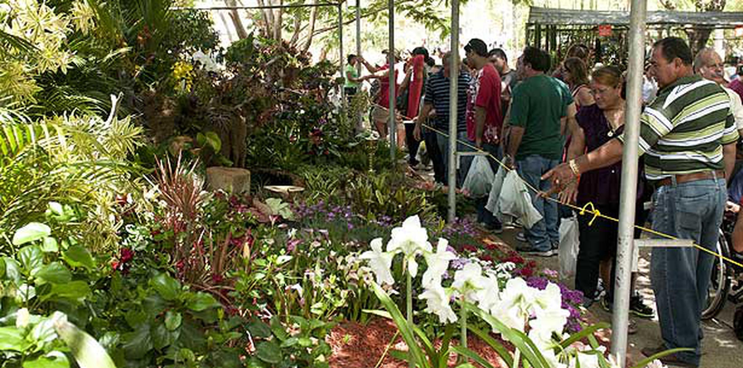 Como es de esperarse, el “plato fuerte” de la actividad será la extensa cantidad y variedad de flores que sobre 40 floricultores tendrán disponible para la venta a lo largo del festival. (Archivo)