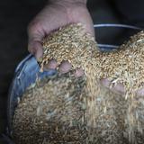 Francia aporta 6 millones euros para llevar cereal ucraniano a Yemen y Sudán