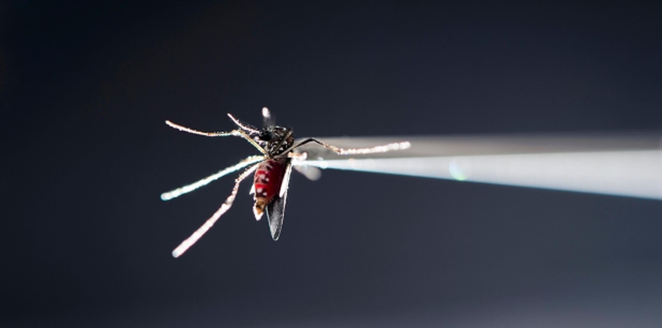 Los mosquitos tropicales son los principales propagadores del virus. (Archivo)