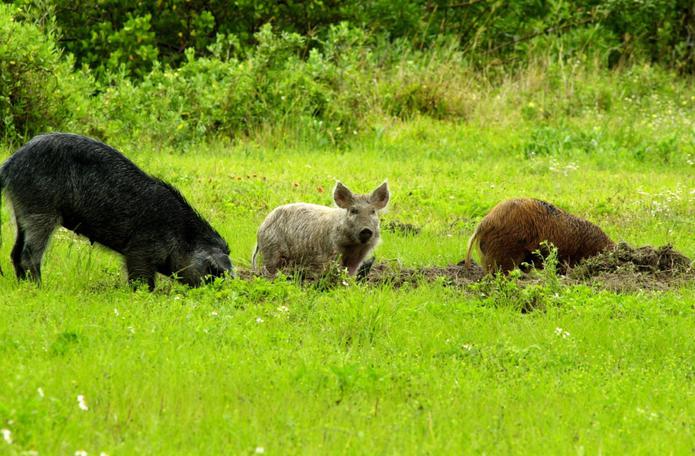 Estos cerdos que no son nativos de Puerto Rico pueden propagar la peste porcina africana, advirtió el USDA.