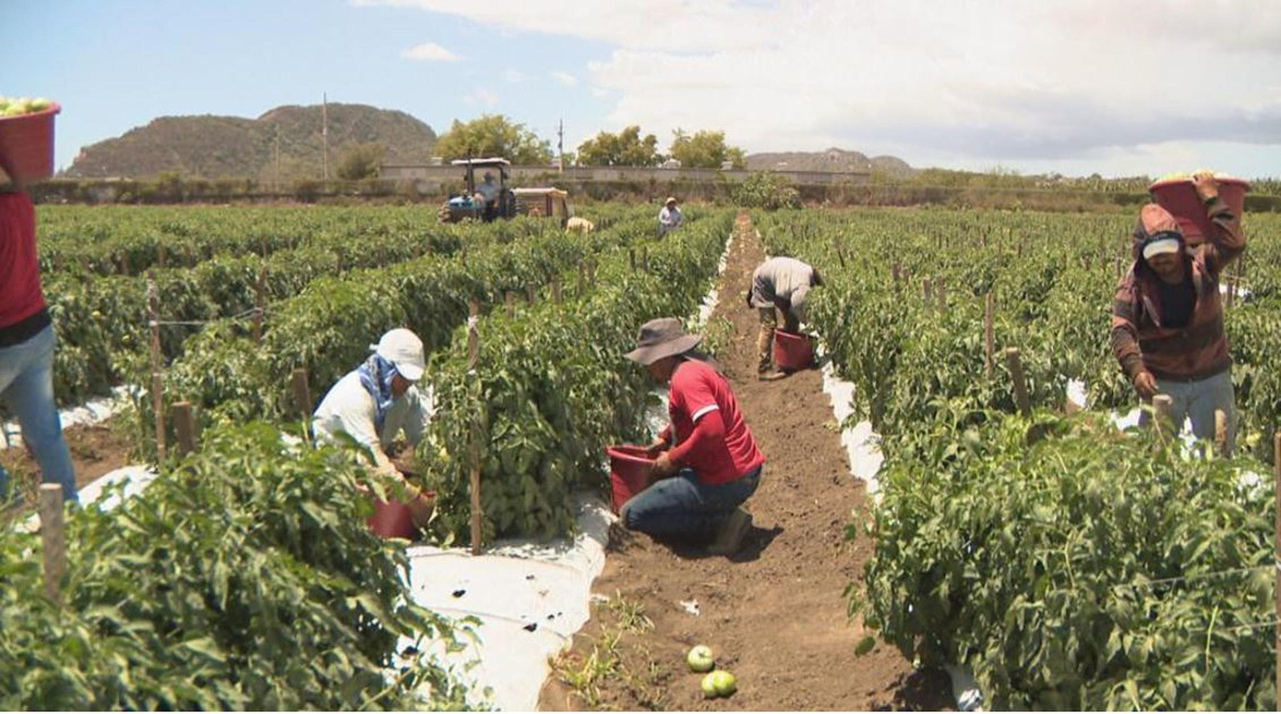 Diecisiete obreros del estado de Chiapas laboran en la cosecha de la Finca González.