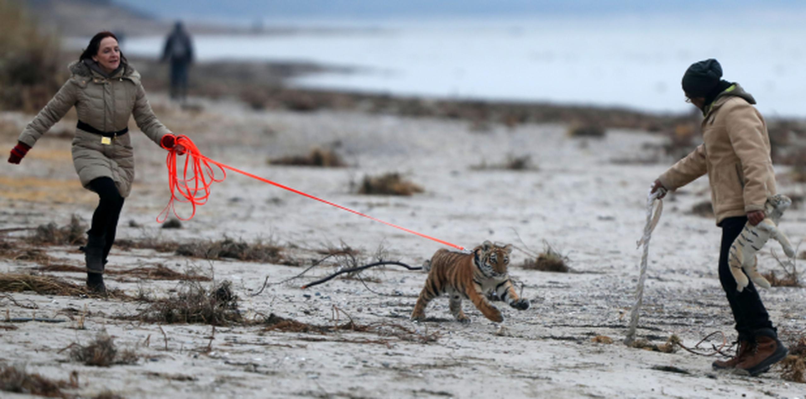 Monica Farell y su esposo Mann Saad Rose pasean por una playa de Luebeck a Elsa, una tigresa de siberiana cuatro meses. (Jens Buettner/dpa via AP)