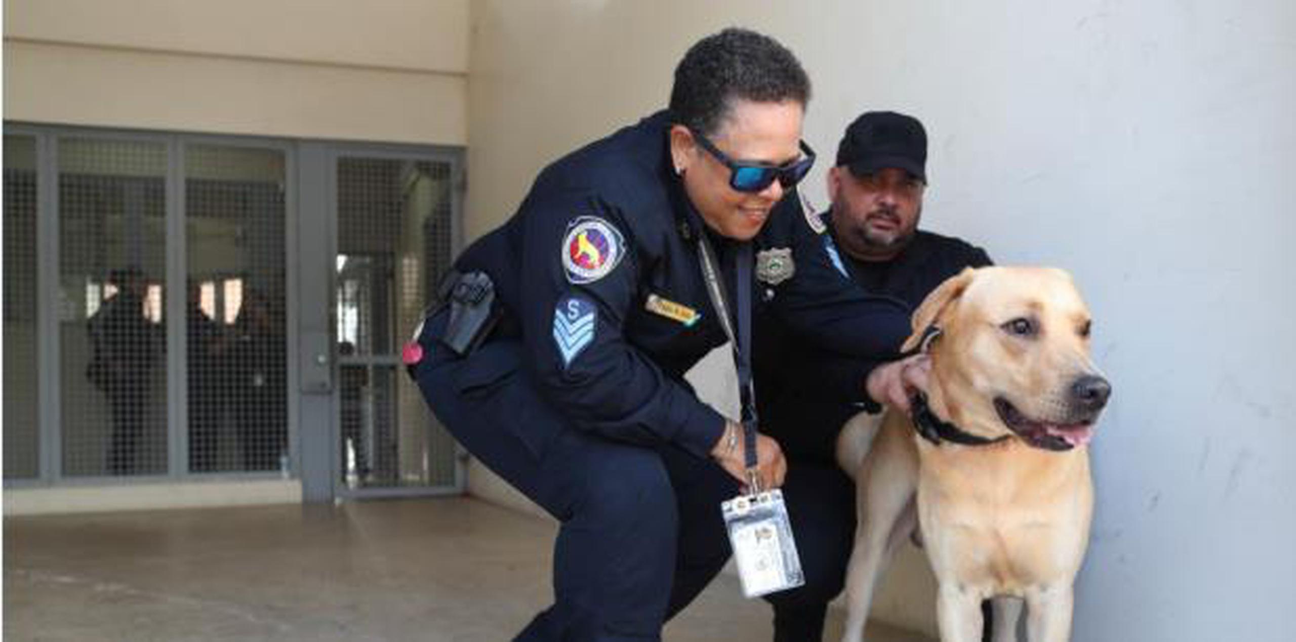 11 perros que se unirán a la Unidad Canina K-9 del DCR, adiestrados para combatir el crimen en las cárceles. (vanessa.serra@gfrmedia.com)