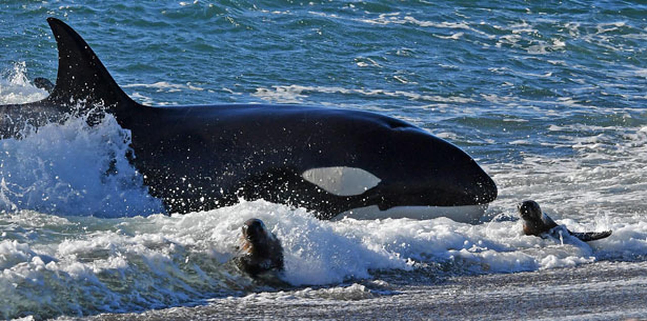 Las orcas que llegaron a la zona realizaron diversos varamientos intencionales cuando subió la marea para capturar a sus víctimas. (AP)