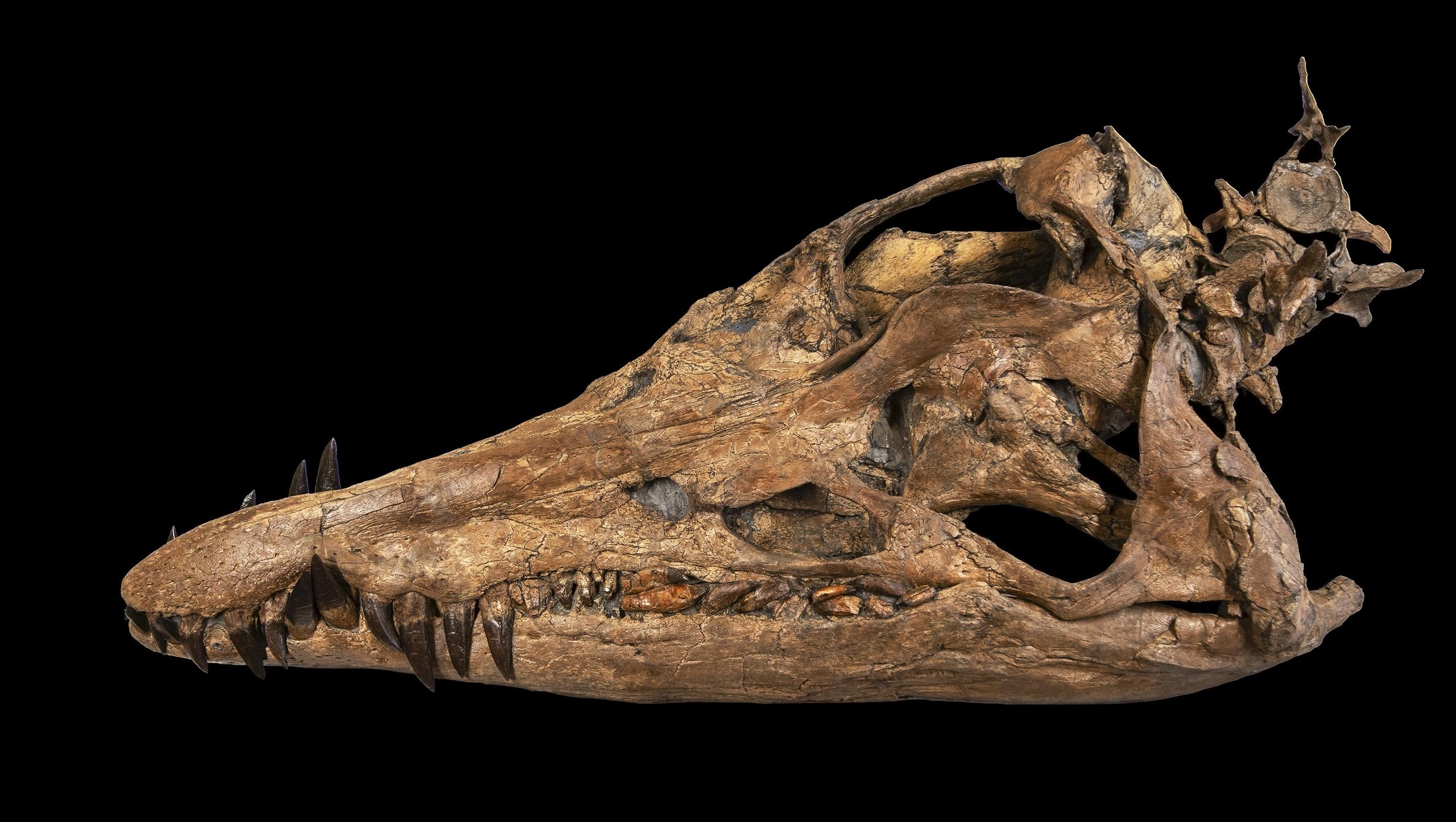 Los restos de este pliosaurio fueron hallados de manera fortuita por Phil Jacobs, durante un paseo por una playa de la localidad de Kimmeridge, en Dorset.