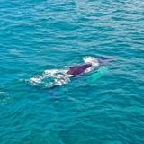 República Dominicana ve crecer el número de ballenas y de turistas