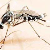 Epidemiólogo del Estado confirma brote de dengue