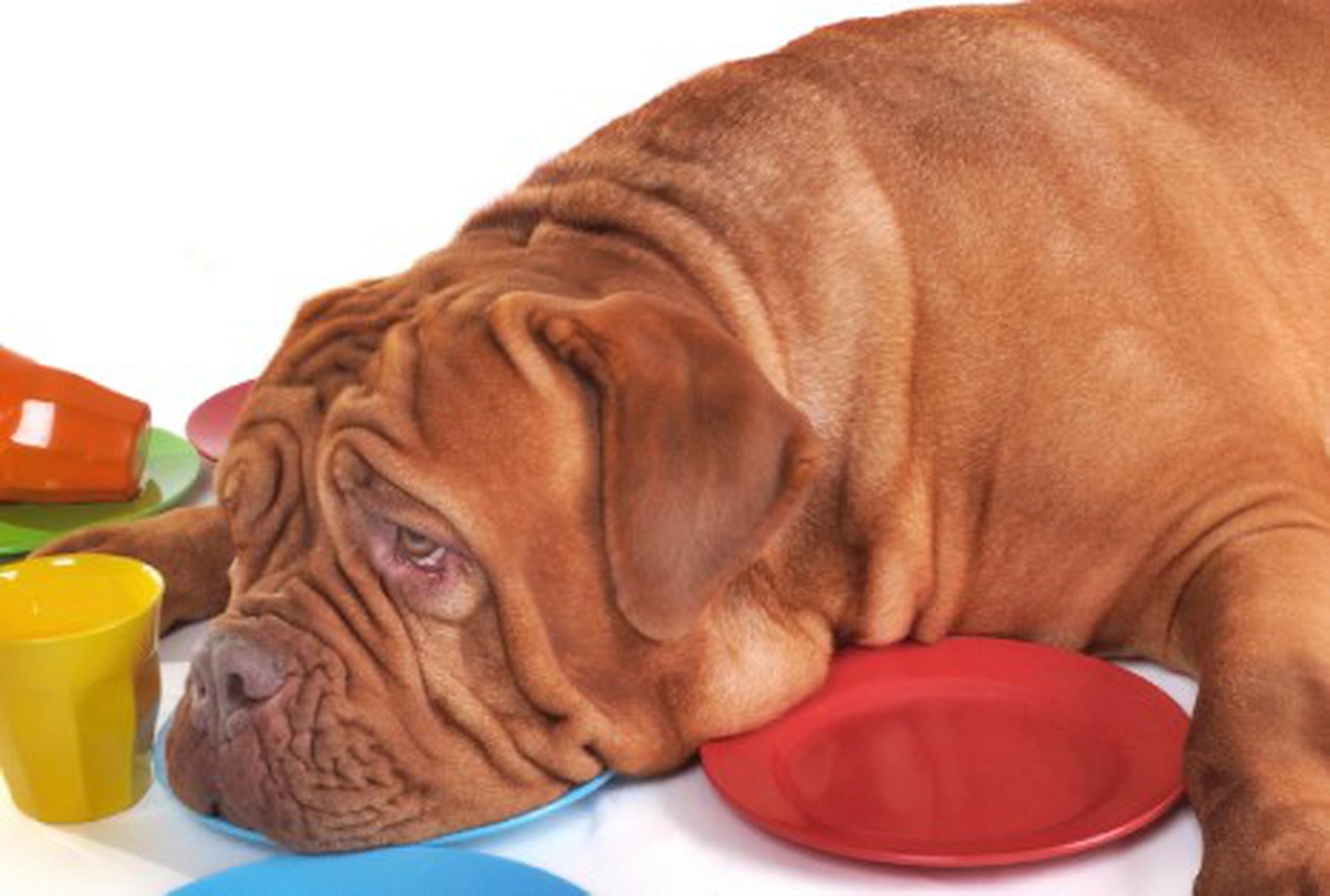 cuanto imodium le puedo dar a mi perro