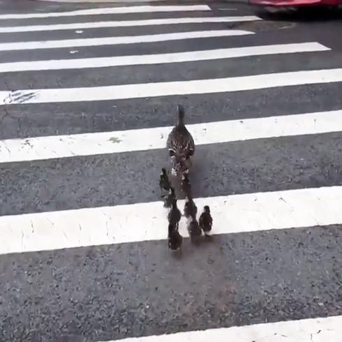 Familia de patos detiene el tránsito en Nueva York