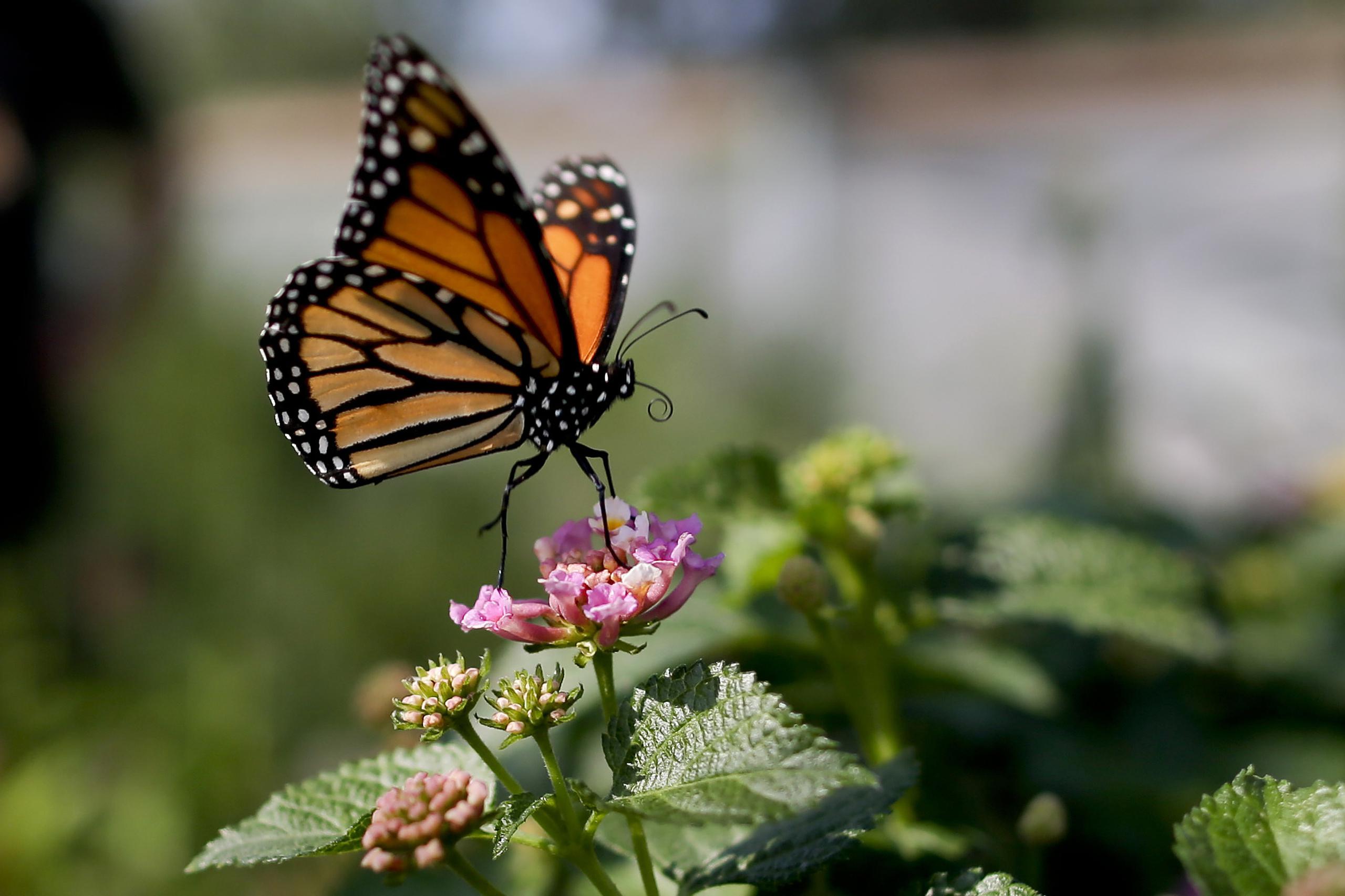 Mariposa monarca fotografiada en Vista, California, en agosto de 2015.