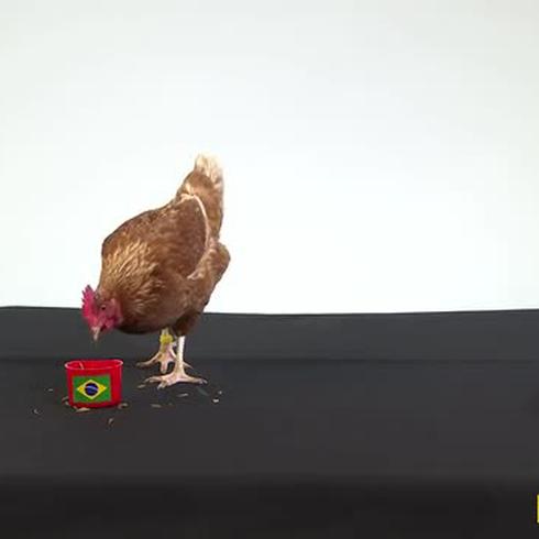 La gallina "Kagüita" predice el resultado del juego entre Brasil y Bélgica
