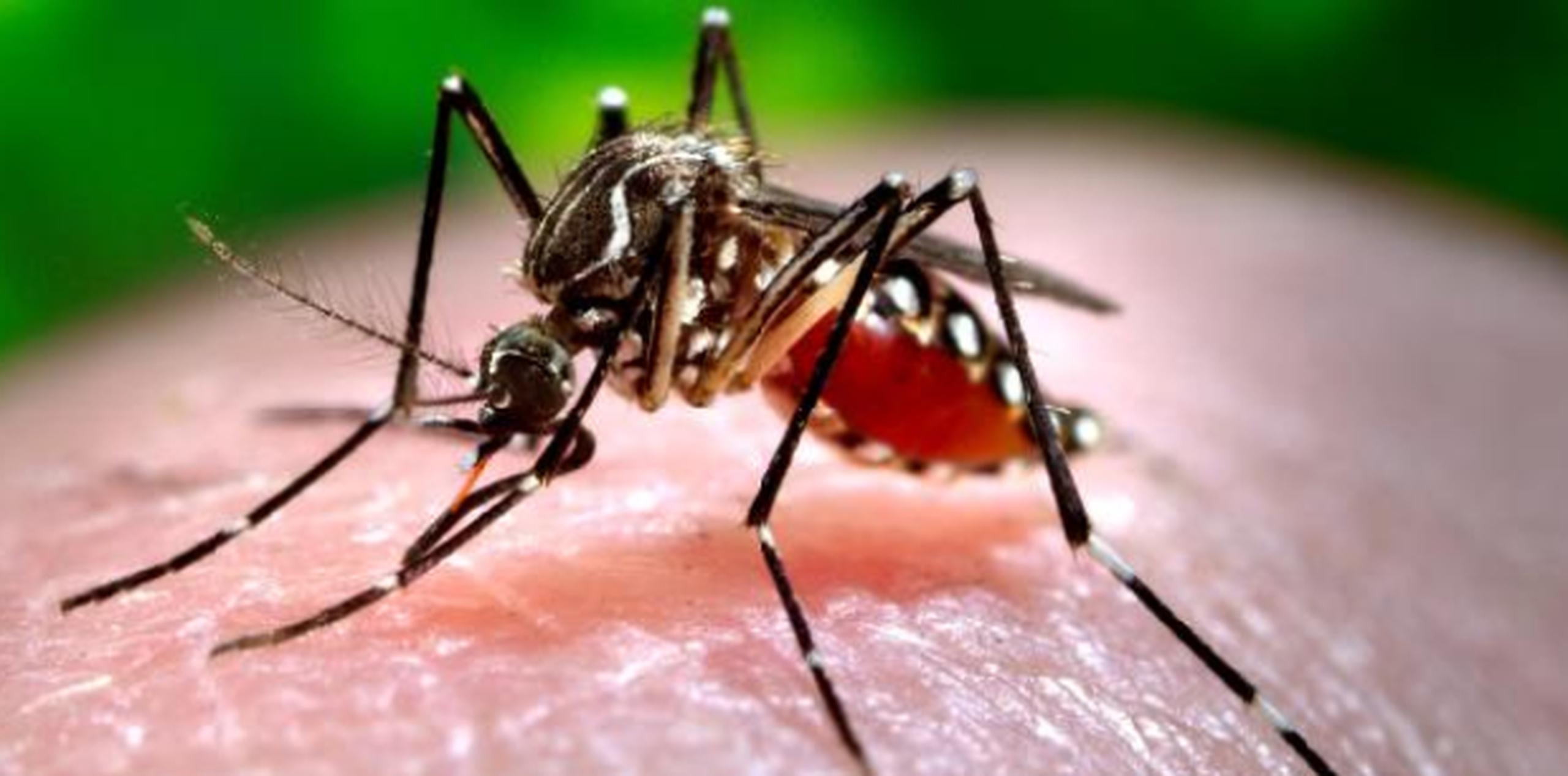 Salud exhortó a no bajar la guardia contra el mosquito que transmite la enfermedad. (Archivo)