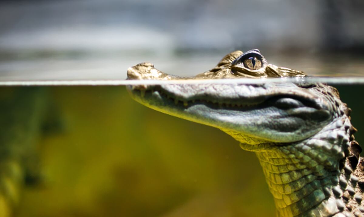 está el caimán en Puerto Rico! Primera Hora