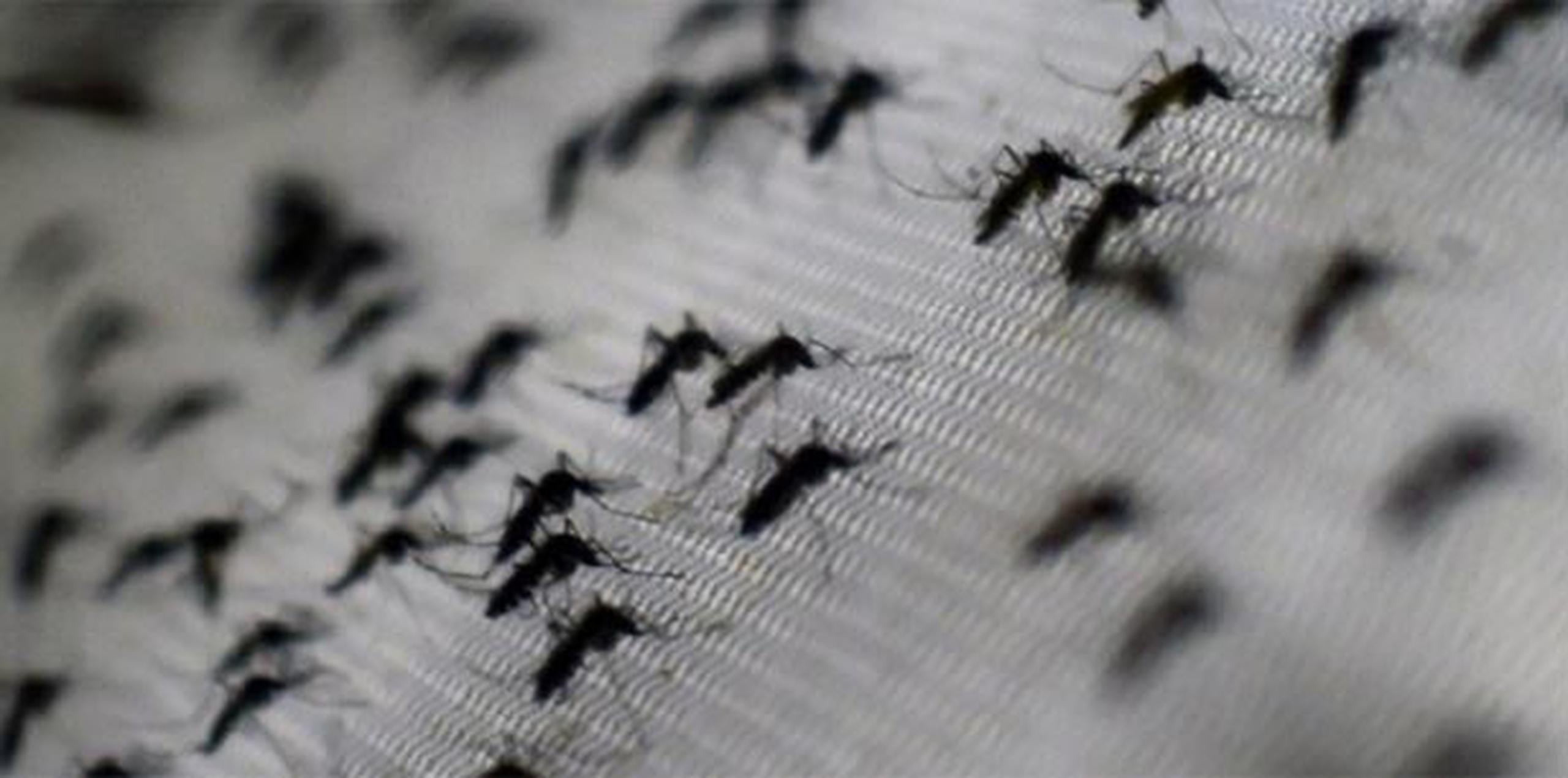 El último informe publicado por el Departamento de Salud arrojó que se han confirmado en Puerto Rico unos 3,287 casos de personas contagiadas con el virus de chikungunya. (Archivo)