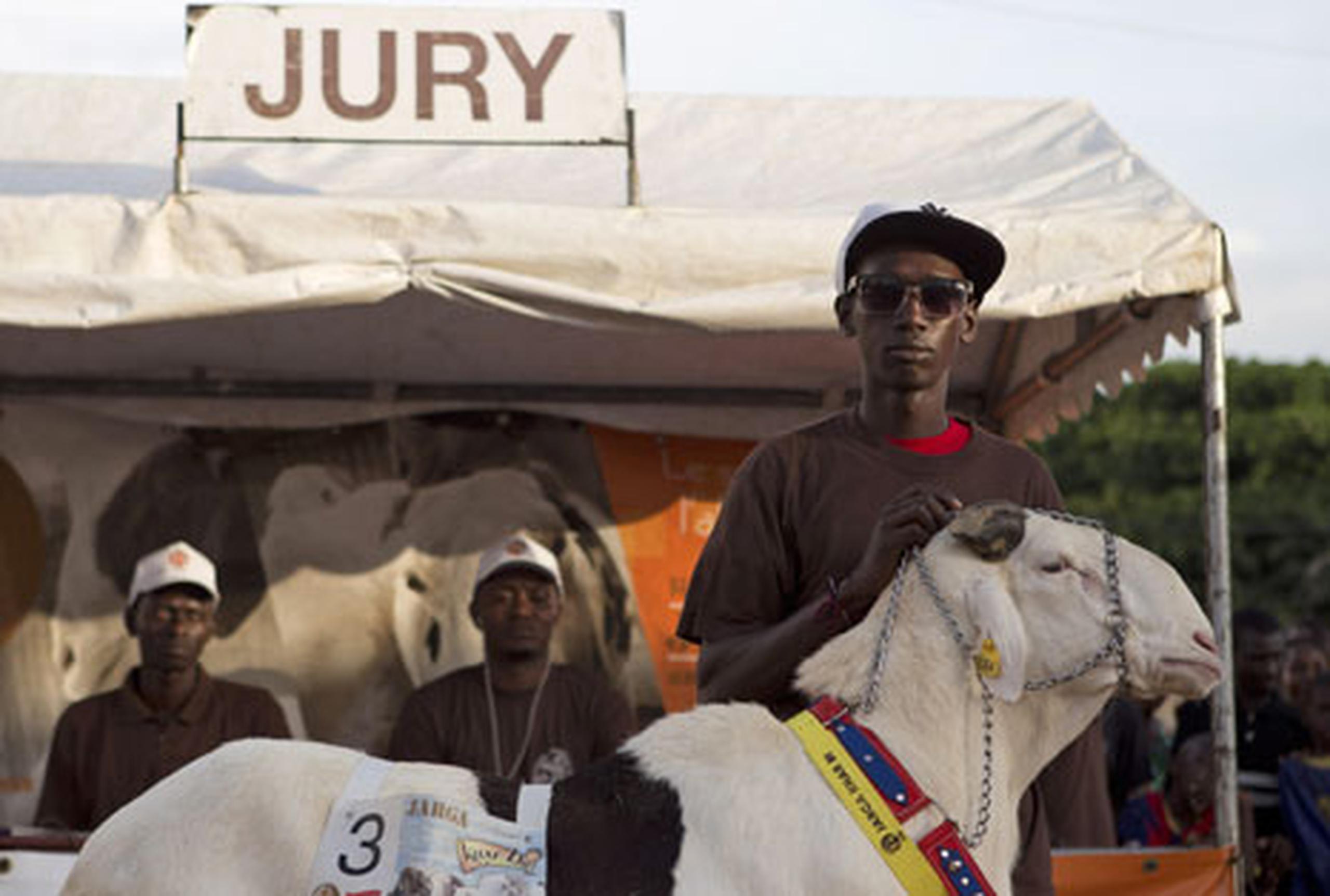 En Senegal, los lazos de las ovejas con los días religiosos importantes las han convertido en parte de muchas familias urbanas.(AP/Rebecca Blackwell)