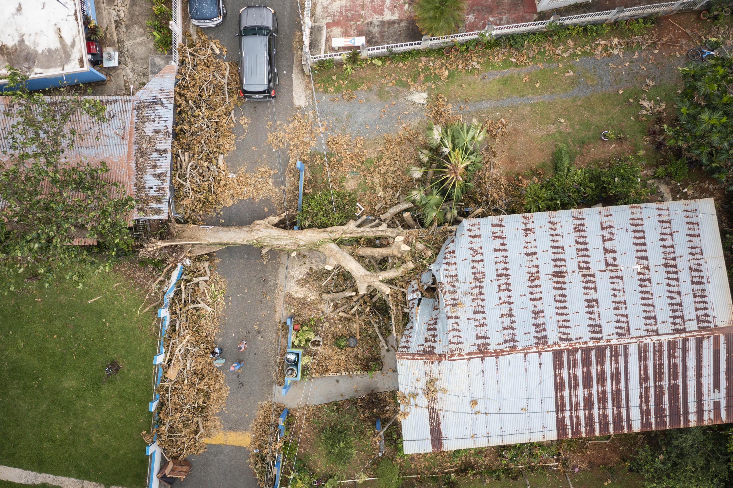 Árbol cae sobre casa en Las Parcelas Soledad, en Mayagüez. (Alejandro Granadillo)