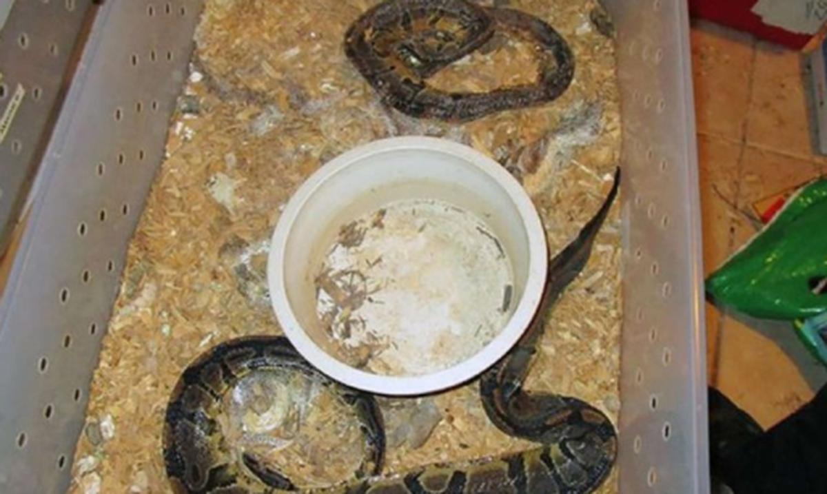 Encuentran 100 pitones muertas en una casa de Florida Primera Hora