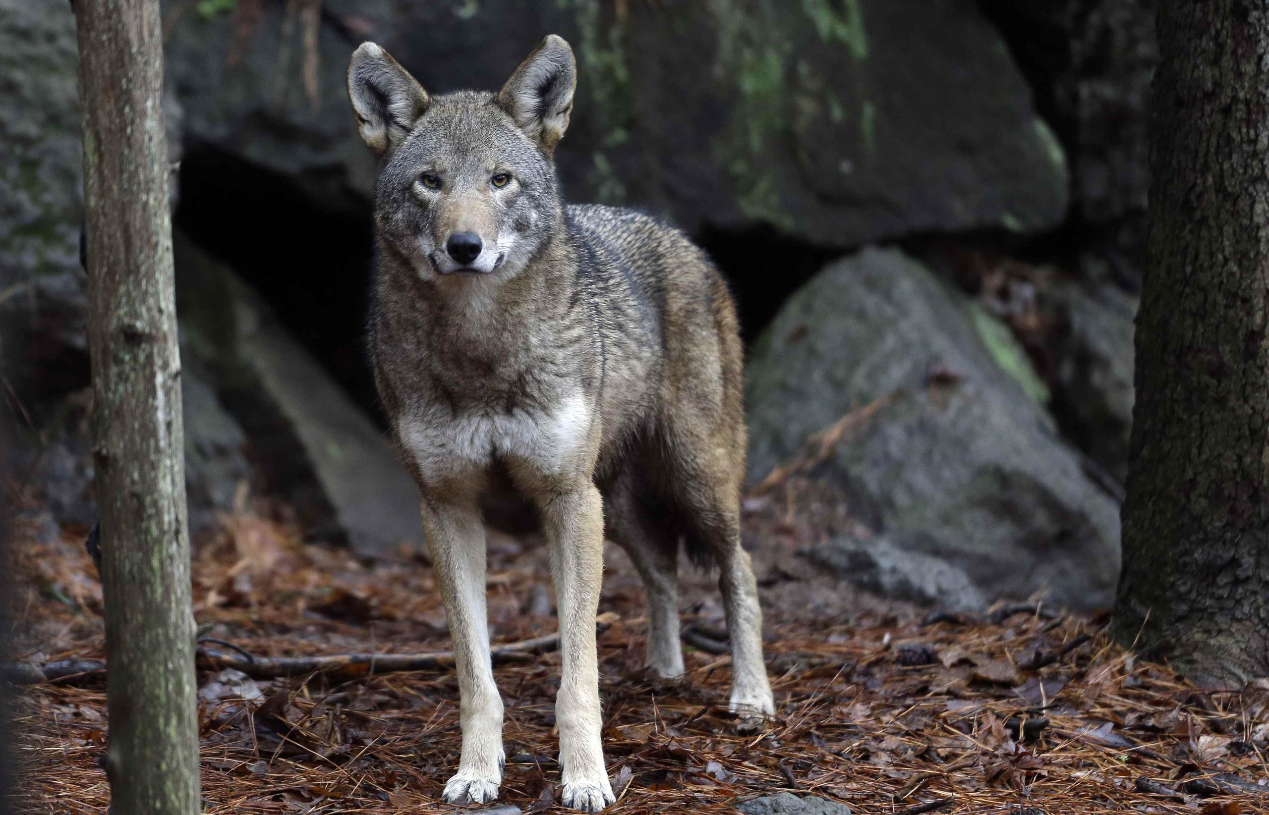 Los activistas desean impedir lo que califican de maneras perjudiciales de sacar a los lobos de terrenos privados. (Archivo/AP)