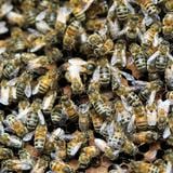 Ciudadano denuncia a trabajador por no remover un panal de abejas en Mayagüez