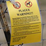 Diagnostican a residente de Oregon con peste bubónica ¿Qué hay que saber de la enfermedad?
