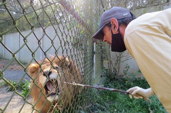 Fotografía cedida por la Universidad de Paraná que muestra a una persona mientras toma muestras a un león. (EFE/ Alexánder Biondo Universidade De Paraná)