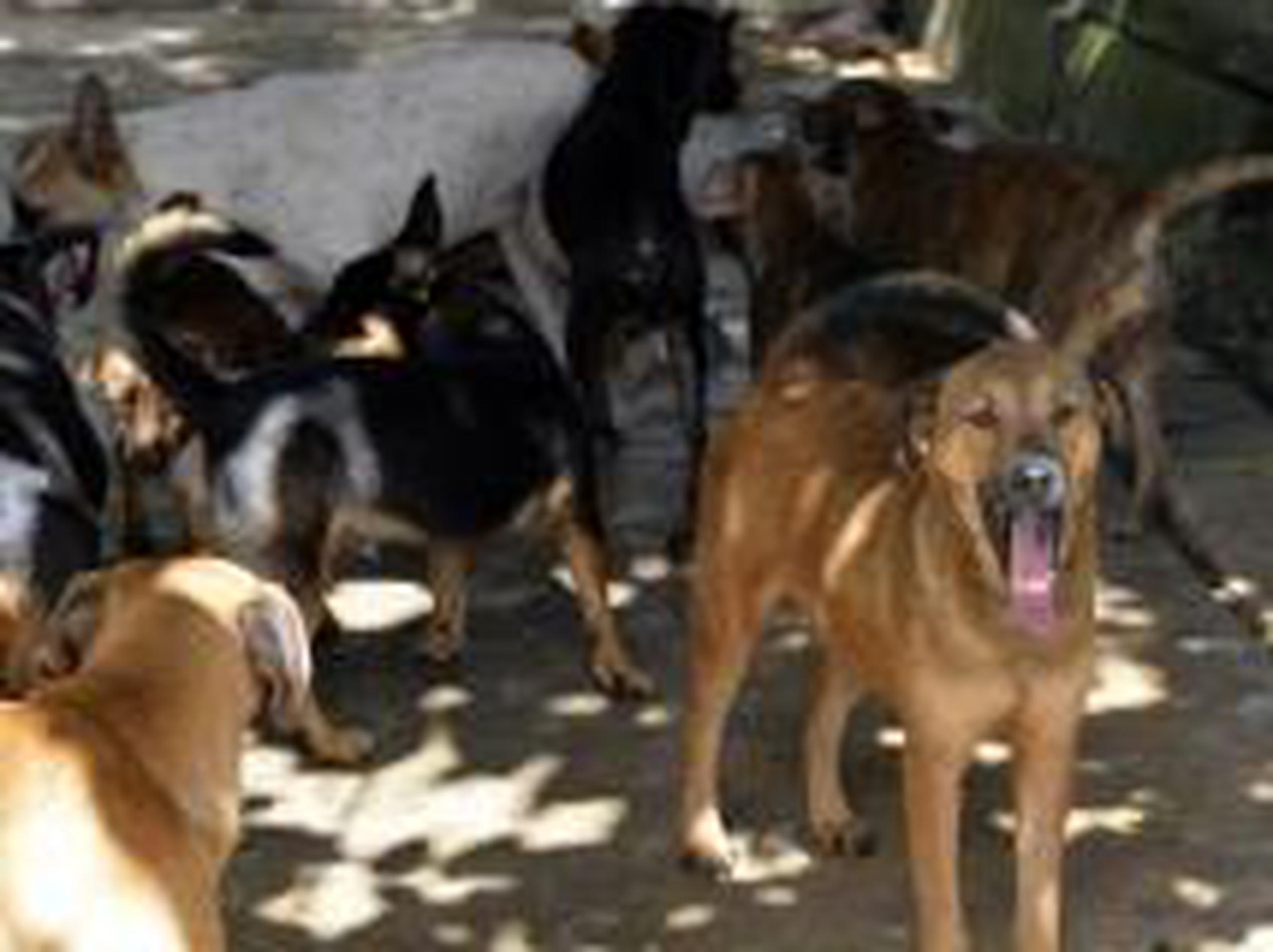 Muchos perros han  llegado a la casa de Esther en mal estado, pero ella les da los cuidados necesarios para mantenerlos vivos y saludables. (gerald.lopez@gfrmedia.com)