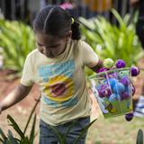 Se divierten recogiendo huevos de Pascua en Caguas