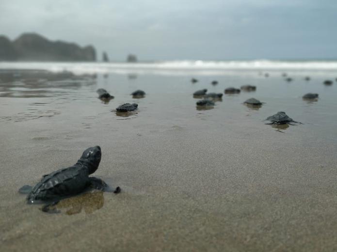 Tortugas golfinas acabadas de nacer camino al mar en una de las playas de la provincia de Manabí, en Ecuador.